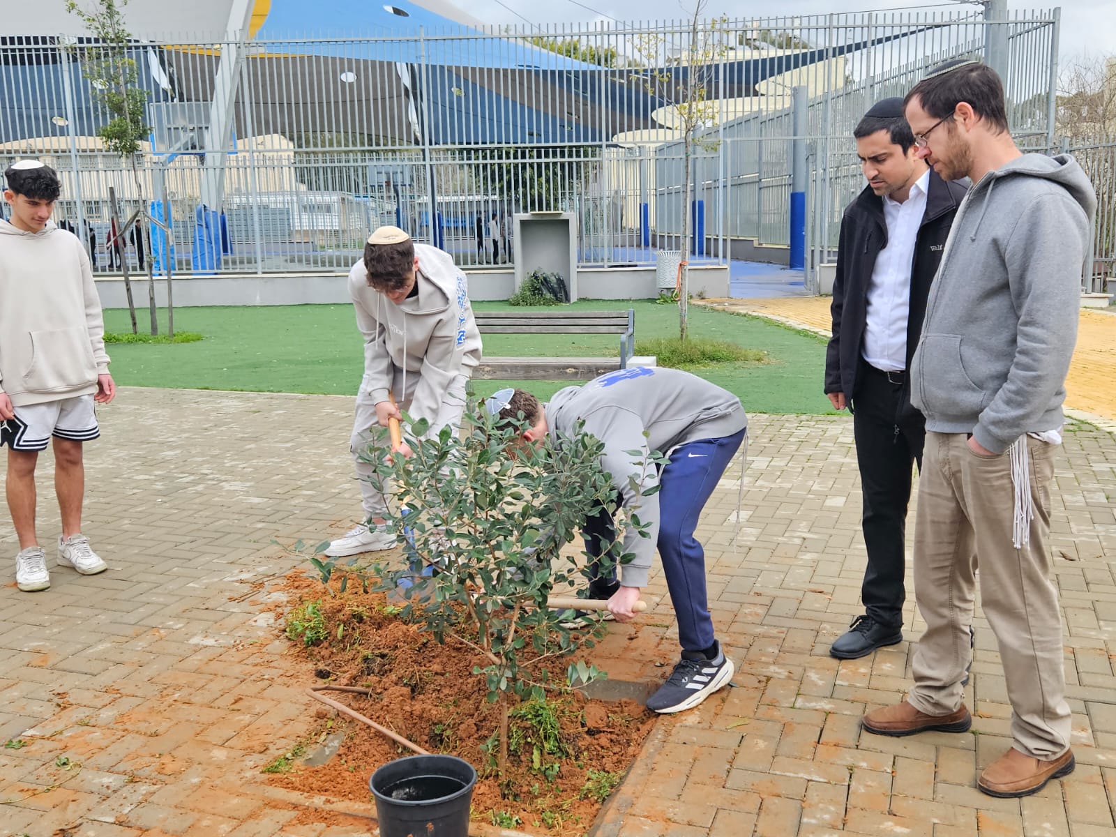 בחצר בית הספר: התלמידים נטעו עצים לזכר גיבורי ישראל